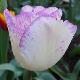 tulip